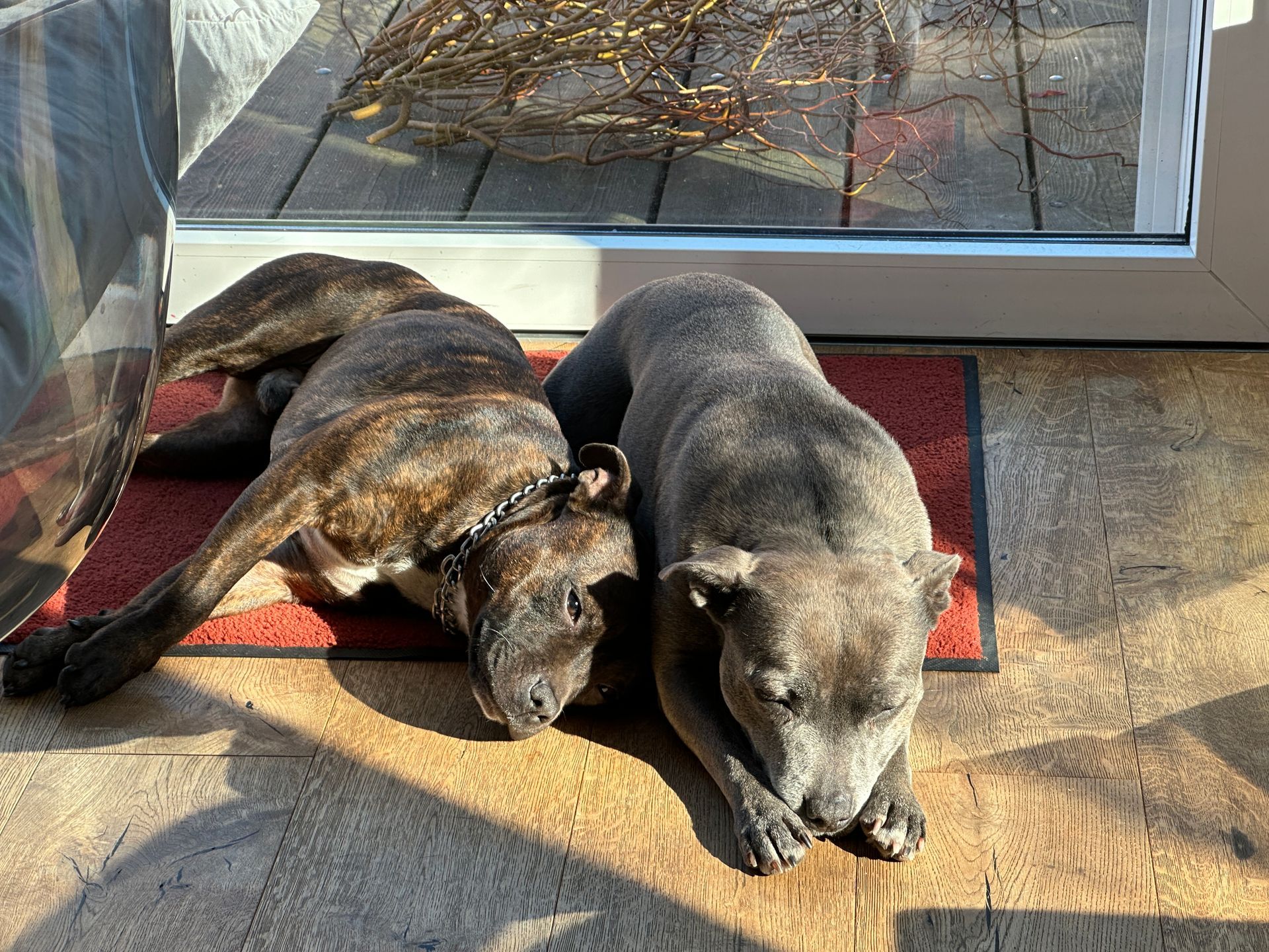 The hosts' two dogs lying in the sun